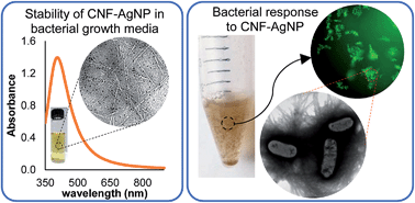 Graphical abstract: Cellulose nanofibrils improve dispersibility and stability of silver nanoparticles and induce production of bacterial extracellular polysaccharides