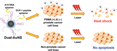 Graphical abstract: Ultra-effective photothermal therapy for prostate cancer cells using dual aptamer-modified gold nanostars