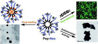 Graphical abstract: Multifunctional self-assembled cationic peptide nanostructures efficiently carry plasmid DNA in vitro and exhibit antimicrobial activity with minimal toxicity