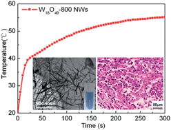 Graphical abstract: Optimization of photothermal performance of hydrophilic W18O49 nanowires for the ablation of cancer cells in vivo