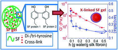 Graphical abstract: Facile and rapid ruthenium mediated photo-crosslinking of Bombyx mori silk fibroin