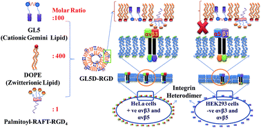 Graphical abstract: Co-liposomes comprising a lipidated multivalent RGD-peptide and a cationic gemini cholesterol induce selective gene transfection in αvβ3 and αvβ5 integrin receptor-rich cancer cells
