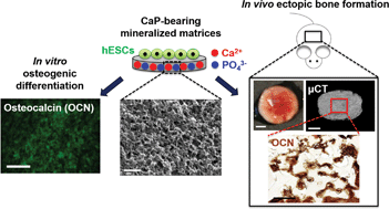 Graphical abstract: Biomineralized matrix-assisted osteogenic differentiation of human embryonic stem cells