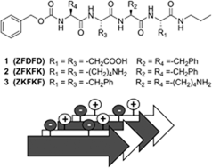 Graphical abstract: Co-assembly of tetrapeptides into complex pH-responsive molecular hydrogel networks