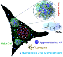 Graphical abstract: Polymer coated gold nanoparticle–protein agglomerates as nanocarriers for hydrophobic drug delivery