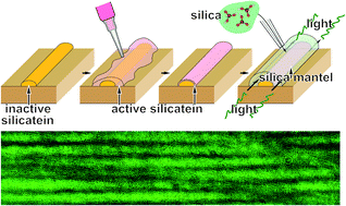 Graphical abstract: Dissection of the structure-forming activity from the structure-guiding activity of silicatein: a biomimetic molecular approach to print optical fibers