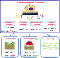 Graphical abstract: Nutrient element-based bioceramic coatings on titanium alloy stimulating osteogenesis by inducing beneficial osteoimmmunomodulation