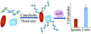 Graphical abstract: Glycopolymer-coated iron oxide nanoparticles: shape-controlled synthesis and cellular uptake