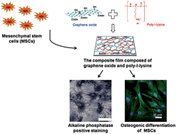 Graphical abstract: Growth and accelerated differentiation of mesenchymal stem cells on graphene oxide/poly-l-lysine composite films