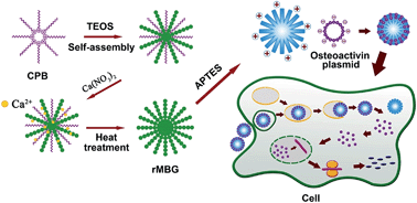 Graphical abstract: Synthesis of radial mesoporous bioactive glass particles to deliver osteoactivin gene