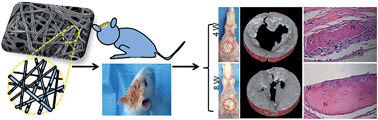 Graphical abstract: Enhancing in vitro bioactivity and in vivo osteogenesis of organic–inorganic nanofibrous biocomposites with novel bioceramics