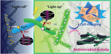Graphical abstract: A “Light-up” 1D supramolecular nanoprobe for silver ions based on assembly of pyrene-labeled peptide amphiphiles: cell-imaging and antimicrobial activity