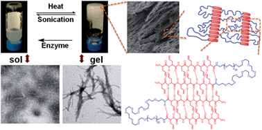 Graphical abstract: Multi-responsive hydrogels derived from the self-assembly of tethered allyl-functionalized racemic oligopeptides