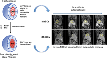 Graphical abstract: Self-organized Mn2+-block copolymer complexes and their use for in vivo MR imaging of biological processes