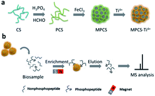 Graphical abstract: Novel Ti4+-chelated magnetic nanostructured affinity microspheres containing N-methylene phosphonic chitosan for highly selective enrichment and rapid separation of phosphopeptides