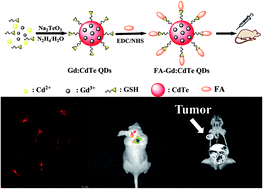 Graphical abstract: Facile synthesis of functional gadolinium-doped CdTe quantum dots for tumor-targeted fluorescence and magnetic resonance dual-modality imaging