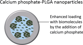 Graphical abstract: Calcium phosphate increases the encapsulation efficiency of hydrophilic drugs (proteins, nucleic acids) into poly(d,l-lactide-co-glycolide acid) nanoparticles for intracellular delivery