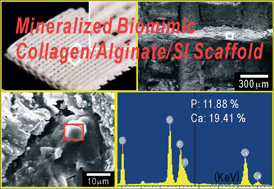 Graphical abstract: Mineralized biomimetic collagen/alginate/silica composite scaffolds fabricated by a low-temperature bio-plotting process for hard tissue regeneration: fabrication, characterisation and in vitro cellular activities