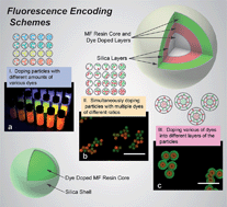 Graphical abstract: Incorporating fluorescent dyes into monodisperse melamine–formaldehyde resin microspheres via an organic sol–gel process: a pre-polymer doping strategy