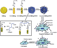Graphical abstract: Redox-responsive nanoreservoirs based on collagen end-capped mesoporous hydroxyapatite nanoparticles for targeted drug delivery