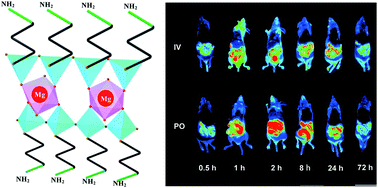 Graphical abstract: Biodistribution and clearance of aminoclay nanoparticles: implication for in vivo applicability as a tailor-made drug delivery carrier