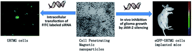 Graphical abstract: Inhibition of glioma proliferation and migration by magnetic nanoparticle mediated JAM-2 silencing