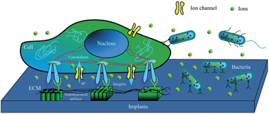 Graphical abstract: Selective biofunctional modification of titanium implants for osteogenic and antibacterial applications