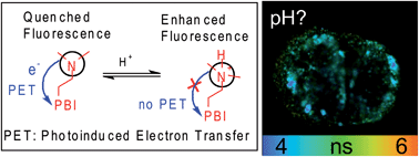 Graphical abstract: pH-sensitive perylene bisimide probes for live cell fluorescence lifetime imaging