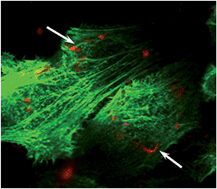 Graphical abstract: An easy synthesis of autofluorescent alloyed silver–gold nanoparticles