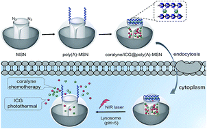 Graphical abstract: Co-loading of coralyne and indocyanine green into adenine DNA-functionalized mesoporous silica nanoparticles for pH- and near-infrared-responsive chemothermal treatment of cancer cells