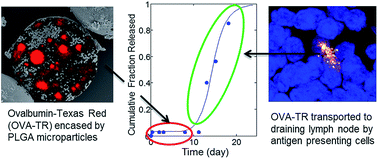 Graphical abstract: In silico programming of degradable microparticles to hide and then reveal immunogenic payloads in vivo