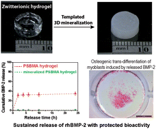 Graphical abstract: A comparative study of zwitterionic ligands-mediated mineralization and the potential of mineralized zwitterionic matrices for bone tissue engineering