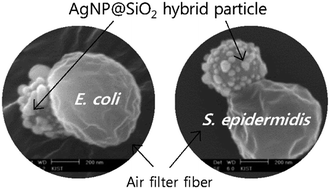Graphical abstract: Prompt and synergistic antibacterial activity of silver nanoparticle-decorated silica hybrid particles on air filtration