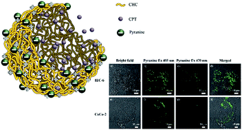 Graphical abstract: A pH-responsive amphiphilic chitosan–pyranine core–shell nanoparticle for controlled drug delivery, imaging and intracellular pH measurement