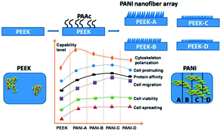 Graphical abstract: Fabrication of polyaniline nanofiber arrays on poly(etheretherketone) to induce enhanced biocompatibility and controlled behaviours of mesenchymal stem cells