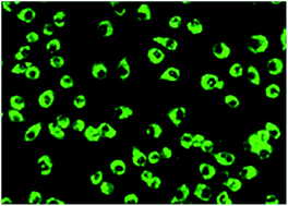 Graphical abstract: Folate-modified bexarotene-loaded bovine serum albumin nanoparticles as a promising tumor-targeting delivery system