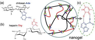 Graphical abstract: Magnetic biopolymer nanogels via biological assembly for vectoring delivery of biopharmaceuticals