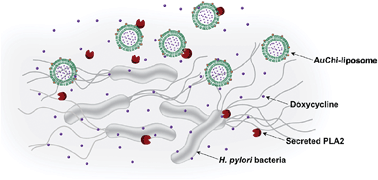 Graphical abstract: Phospholipase A2-responsive antibiotic delivery via nanoparticle-stabilized liposomes for the treatment of bacterial infection