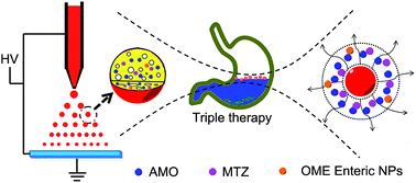 Graphical abstract: Researching the dose ratio in a controlled release multiple-drug delivery system: using combination therapy with porous microparticles for the treatment of Helicobacter pylori infection