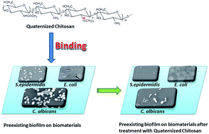 Graphical abstract: Quaternized chitosans bind onto preexisting biofilms and eradicate pre-attached microorganisms