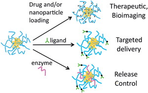 Graphical abstract: Nanogel carrier design for targeted drug delivery