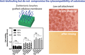 Graphical abstract: Anti-biofouling ability and cytocompatibility of the zwitterionic brushes-modified cellulose membrane