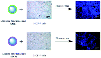 Graphical abstract: Water-soluble photoluminescent d-mannose and l-alanine functionalized silicon nanocrystals and their application to cancer cell imaging