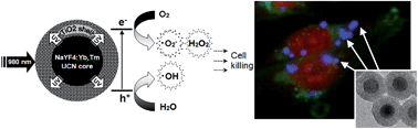 Graphical abstract: Photoactivation of core–shell titania coated upconversion nanoparticles and their effect on cell death