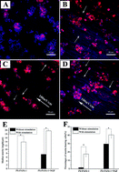 Graphical abstract: The aligned core–sheath nanofibers with electrical conductivity for neural tissue engineering