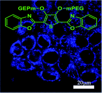 Graphical abstract: A highly stable and water-soluble fluorescent dye for fluorescence imaging of living cells