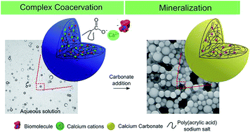 Graphical abstract: Coacervate-directed synthesis of CaCO3 microcarriers for pH-responsive delivery of biomolecules