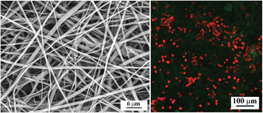 Graphical abstract: Dendrimer-functionalized electrospun cellulose acetate nanofibers for targeted cancer cell capture applications