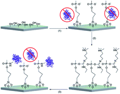 Graphical abstract: Phosphonate based organosilane modification of a simultaneously protein resistant and bioconjugable silica surface