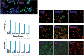 Graphical abstract: Multifunctional polymeric nanoplexes for anticancer co-delivery of p53 and mitoxantrone